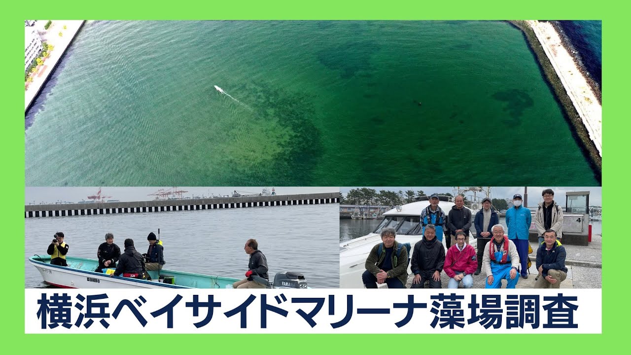 横浜ベイサイドマリーナ藻場調査（取材動画公開）