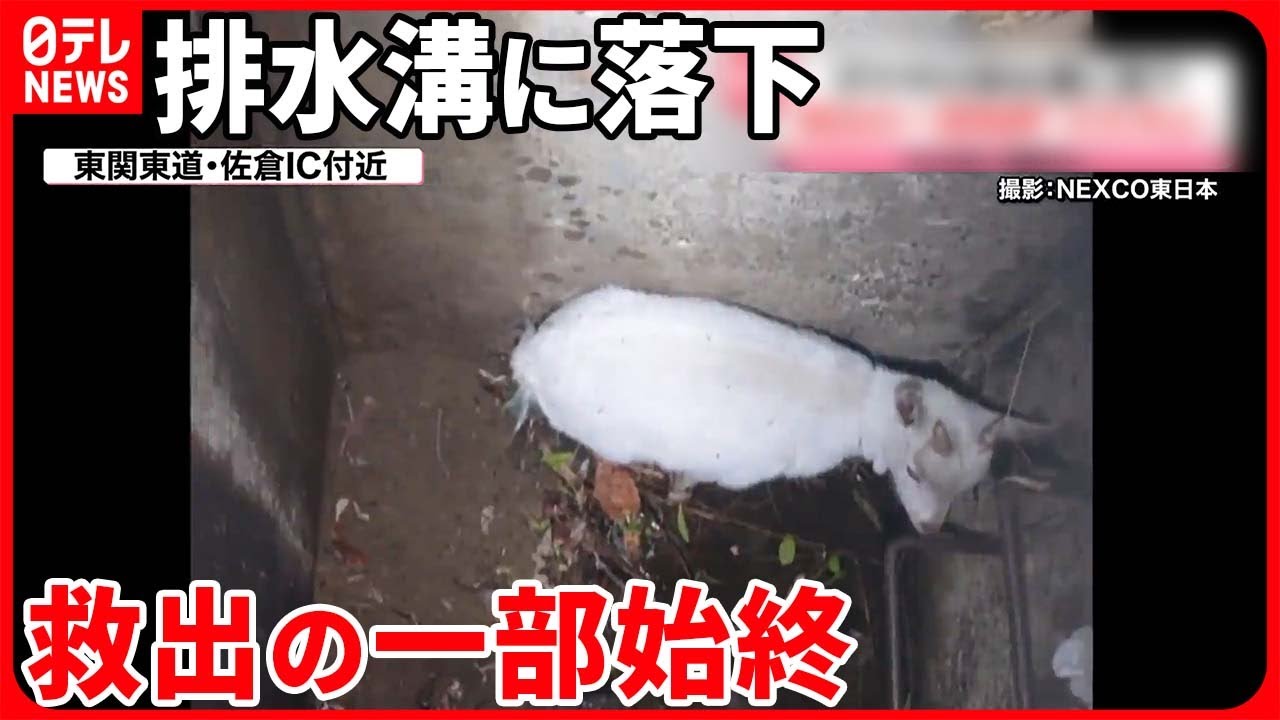 【子ヤギ】高速道路上に迷い込み…排水溝に落下  中は狭く難航も…