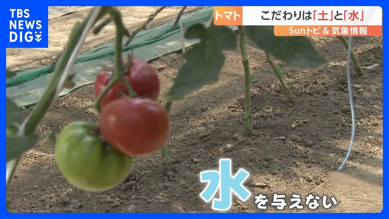 水なしで育てる今が旬のトマト【SUNトピ】｜TBS NEWS DIG