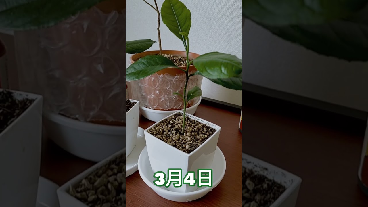 レモン苗·半年