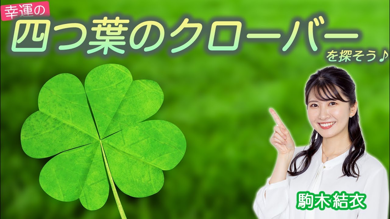 幸運の四つ葉のクローバーを探そう　お散歩配信(駒木結衣)