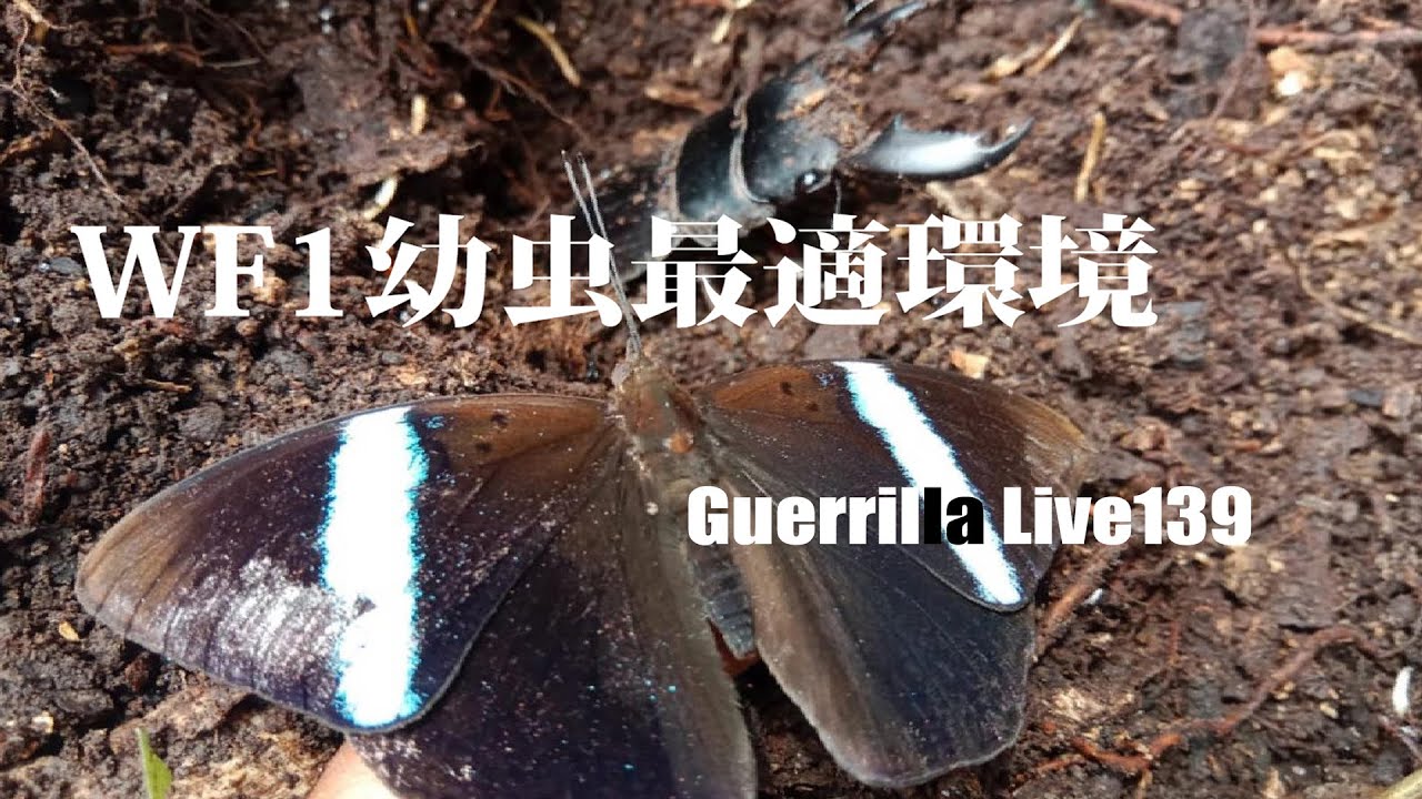 WF1幼虫最適環境/Guerrilla Live139