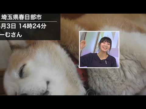 【檜山沙耶】よしよし　ワイプ芸