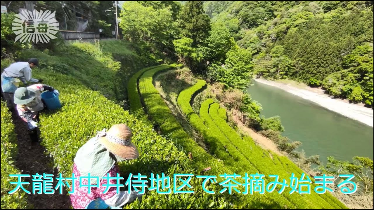 天龍村中井侍地区で茶摘み始まる（2023年4月28日）