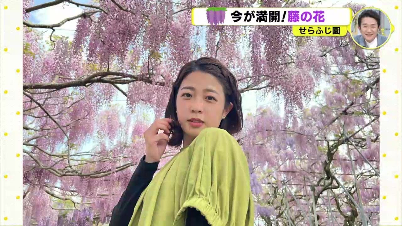 満開の藤の花＆スイーツ満喫！連休おすすめインスタ映えスポット　せらふじ園の魅力を渕上沙紀アナが紹介
