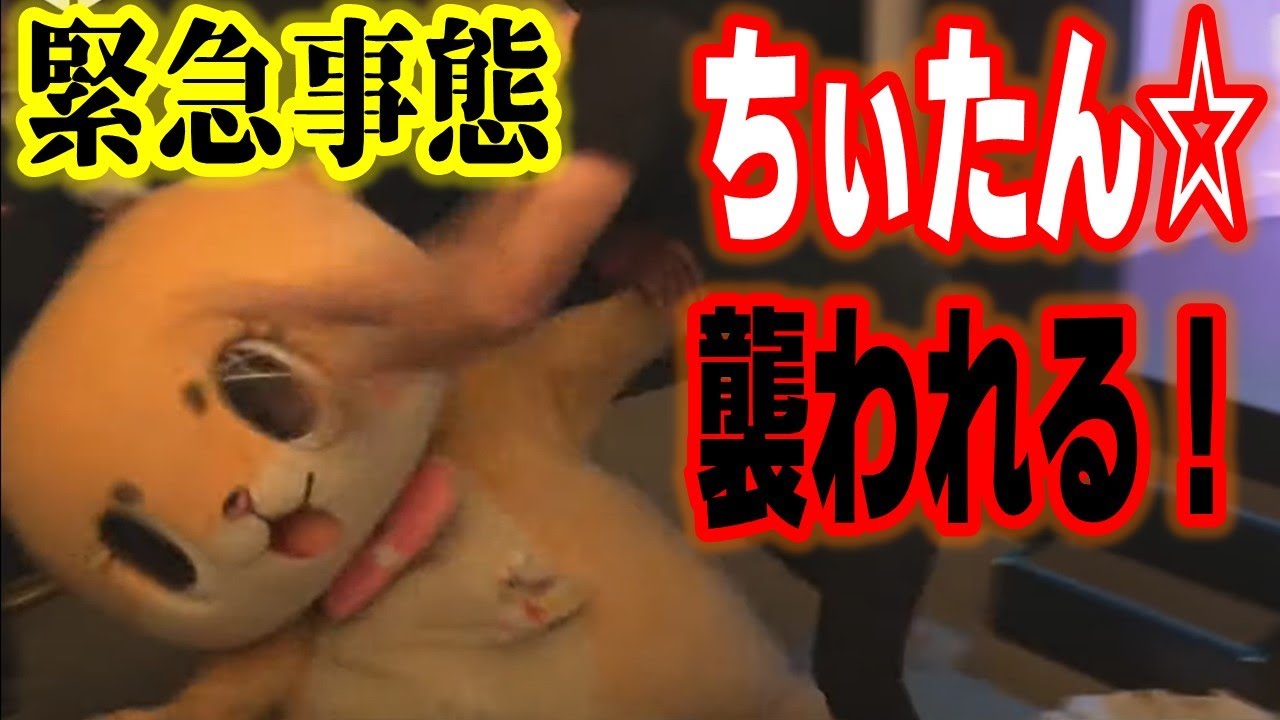 【騒然】「必ず、ぶっ✕✕すって決めたんだ」ちぃたん☆記者会見急襲の復讐を決意 | 5.3横浜武道館大会「MEGA MAX BUMP 2023」はWRESTLE UNIVERSEで配信予定！