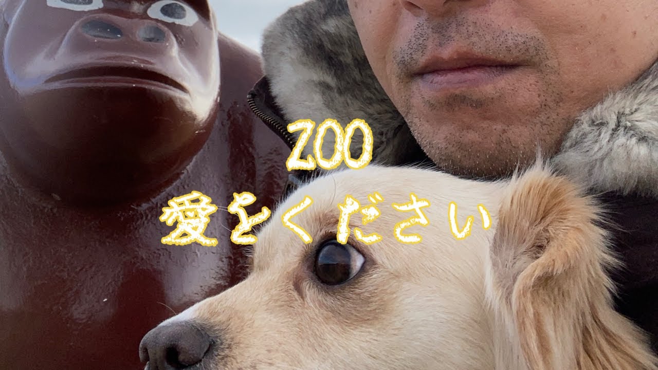 Zoo　エコーズ　愛をください　cover