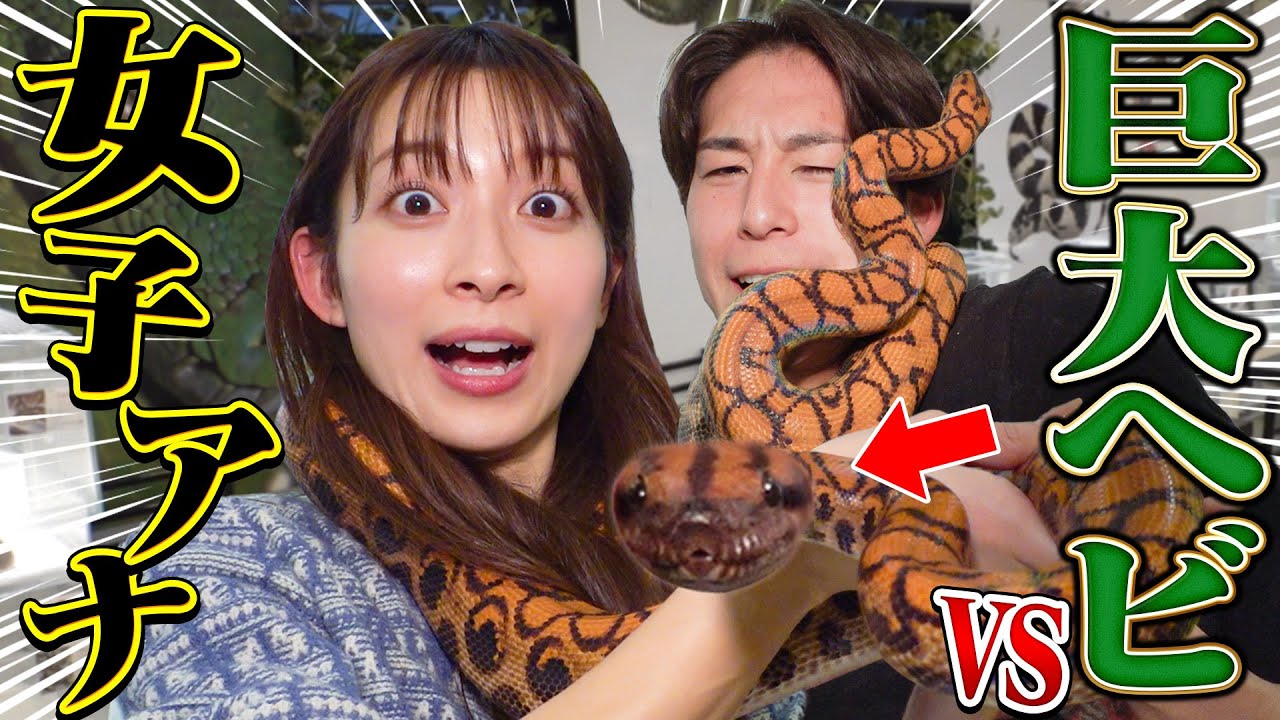 アナウンサー VS 巨大ヘビ！動物愛され対決！【天国と地獄】