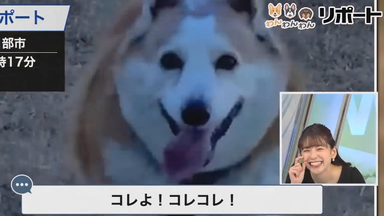 【高山奈々】飼ってた犬のエピソード2選