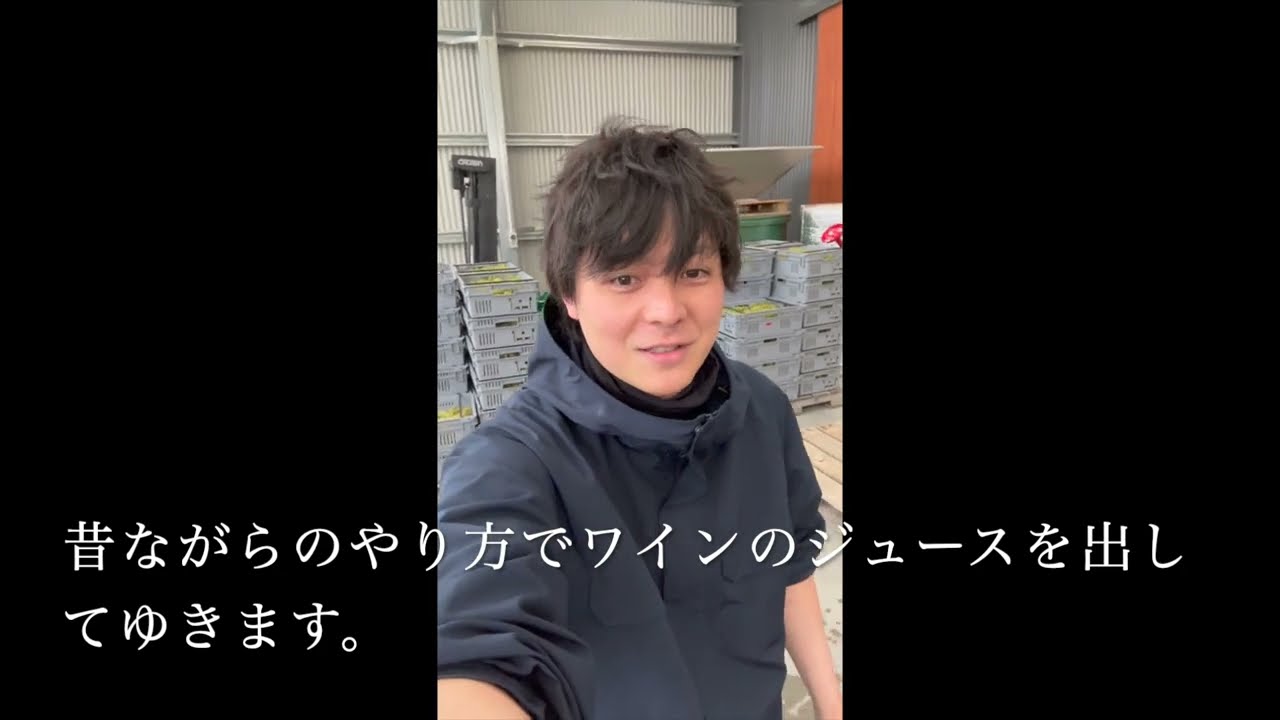 シャルドネを収穫からのプレス〜ソムリエ・エクセレンスのワイン作りPart2 in Sato Wines ニュージランドより
