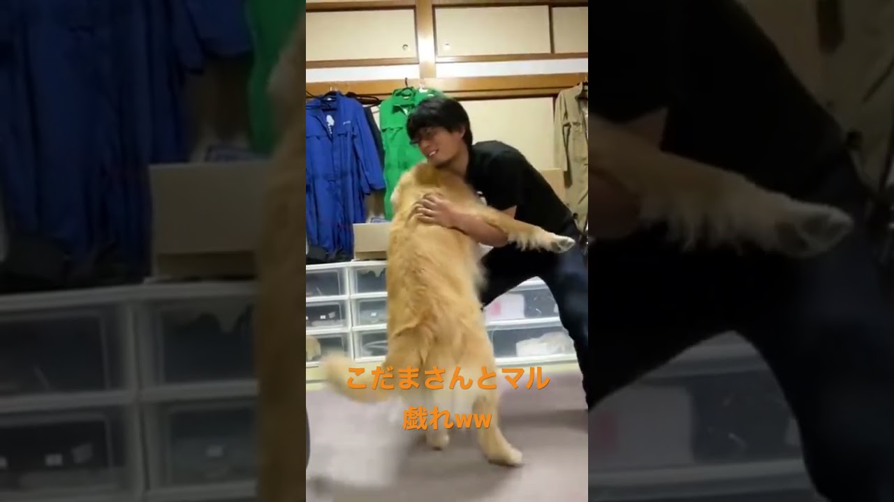 こだまさんとマルの平和な戯れww