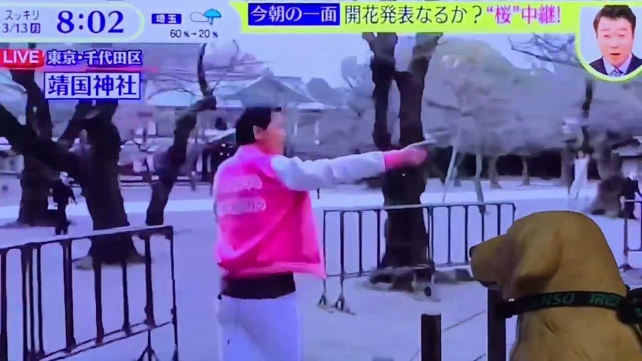 🐶😄🎶【ダン公：えっ、勝手に開花発表⁉︎🌸】2023.3.13