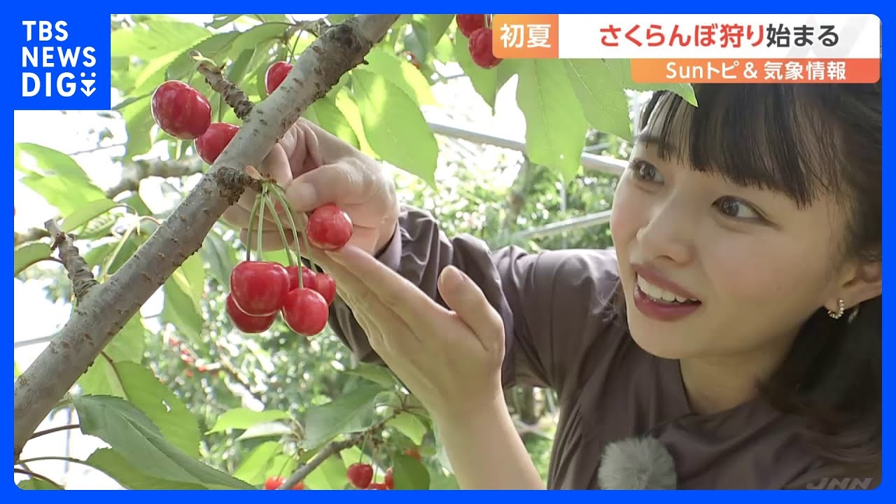初夏！さくらんぼ狩り始まる【SUNトピ】｜TBS NEWS DIG