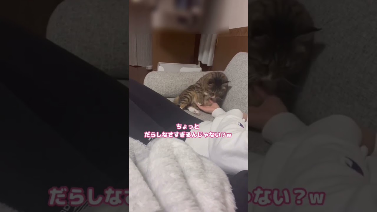 姉やんにお腹をいじられてしまうぬいぐるみ🧸#元ボス猫#ほたて君 #保護猫 #ふりかけがないとご飯は食べない