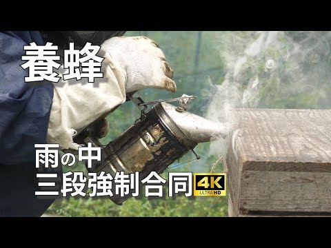 【養蜂】最強の群れを作る為の巣箱三段上げ　強制合同　(宮崎県)