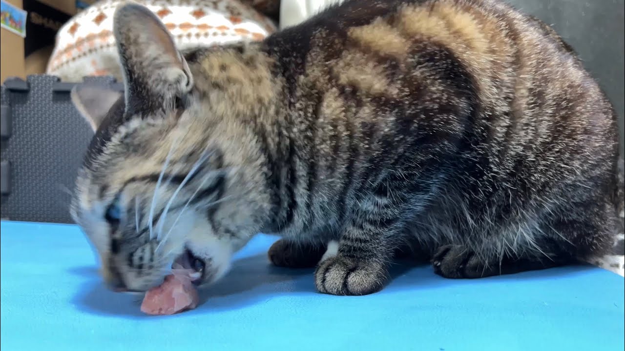 マグロの刺身をガツガツ食べるウチのニャンコ（My cat eats tuna sashimi vigorously）