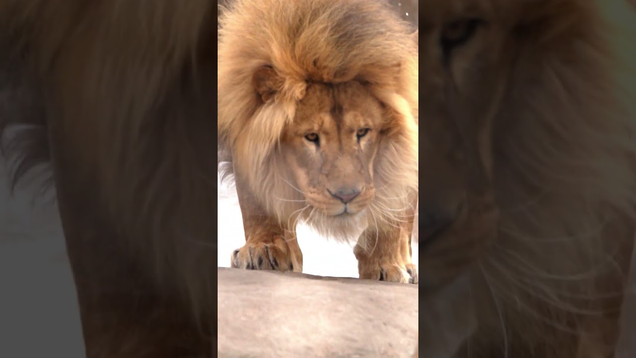 新しいボールをもらい大騒動！#shorts #オリト #フウ #ライオン #旭山動物園 本編は概要に