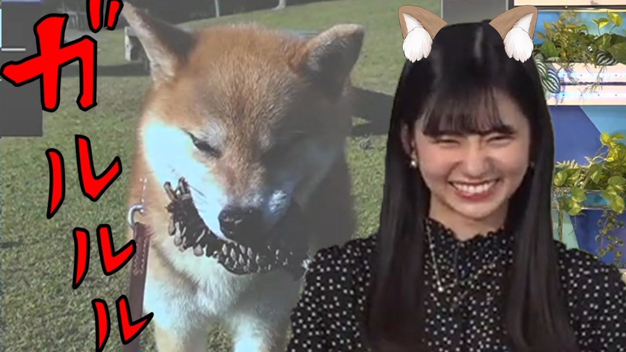 【大島璃音】犬モノマネのプロ！？ガルルルと怒っているわけではないお天気お姉さん！