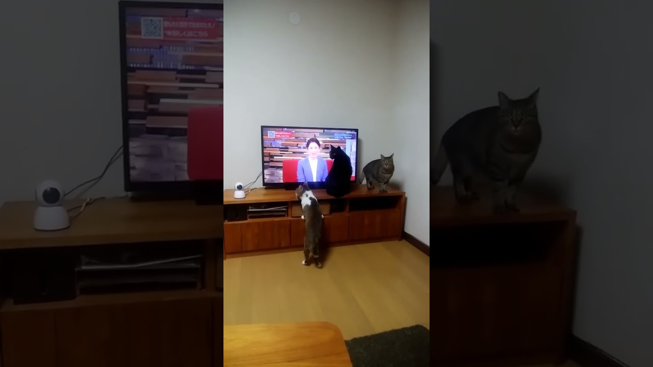 桑子アナに群がる猫#cat #shorts#保護猫