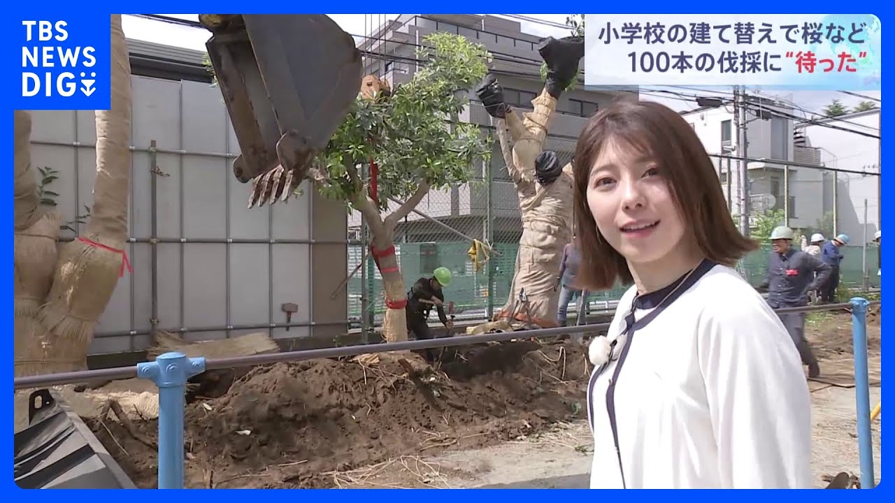 小学校建て替えで桜など100本の伐採計画に「待った」　緊急避難させる協定を結び校舎の端へ仮移植｜TBS NEWS DIG