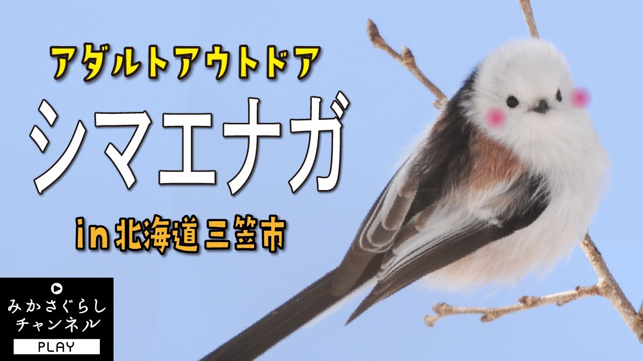 【田舎暮らし】北海道三笠市の森で遂にシマエナガを目撃！鳴き声だけじゃなく、その姿も可愛いかった～！