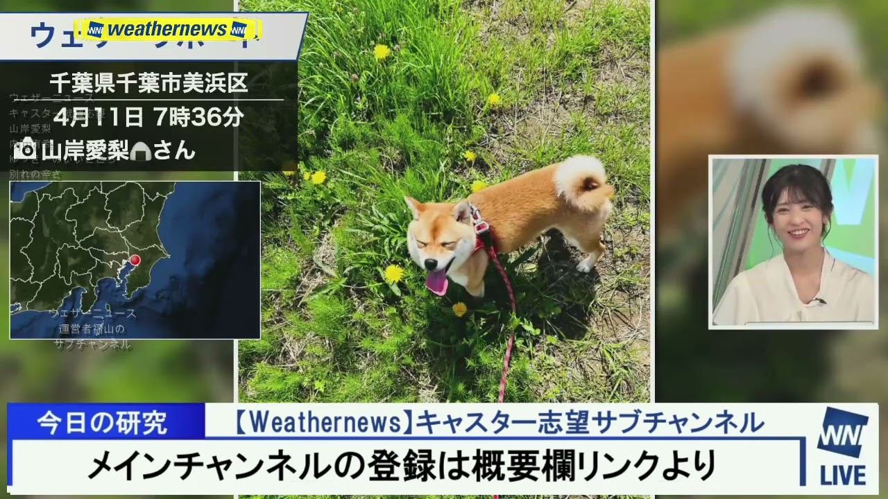 【山岸愛梨】飼い犬ちくわ紹介 Weathernews