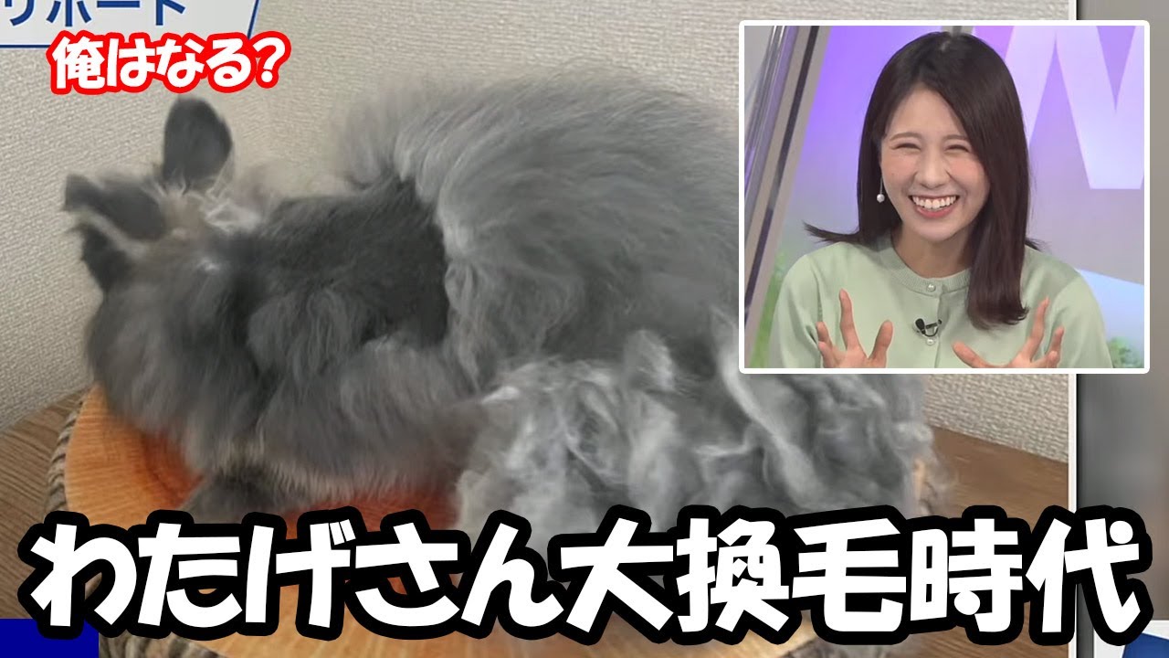 【戸北美月】大換毛時代を迎えたわたげさんを見るも無残な姿にしてしまったお天気お姉さん