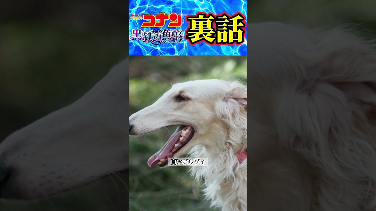 【秘話⚠️】ベルモットの犬の真実.. #コナン #conan #名探偵コナン  #黒鉄の魚影