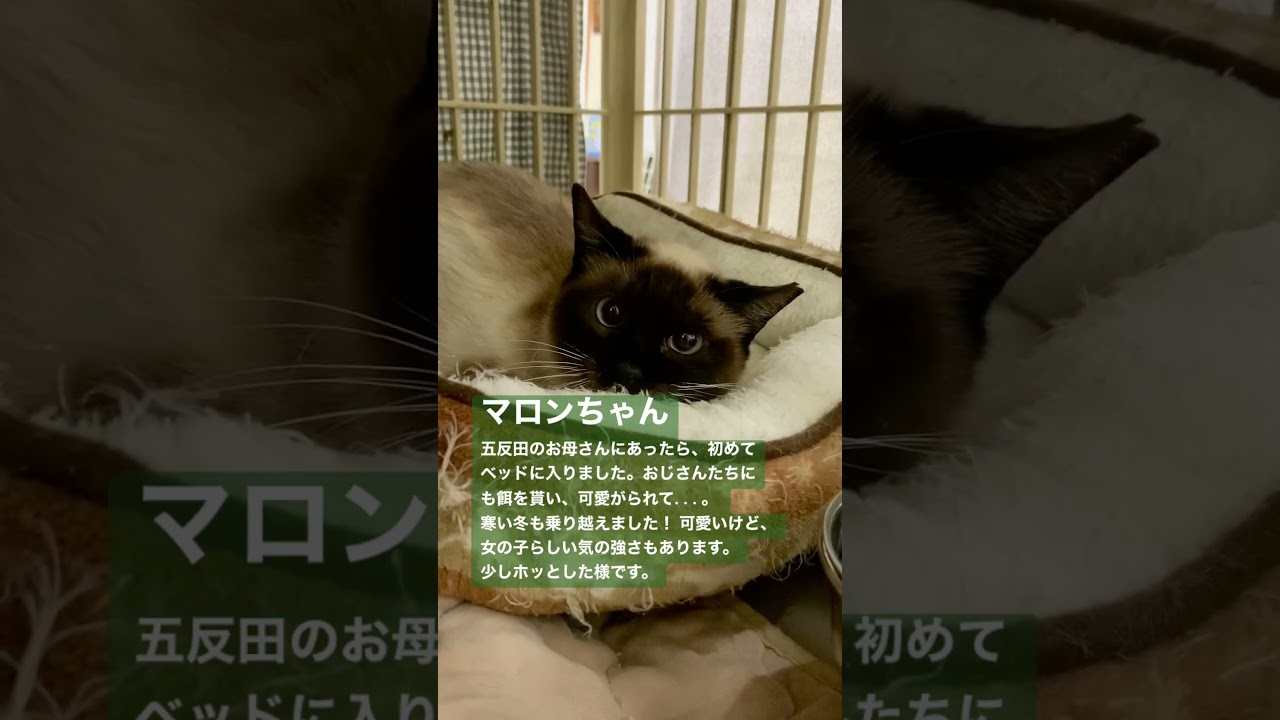 少しだけ変わったかなー？【保護猫・預かり猫】#shorts