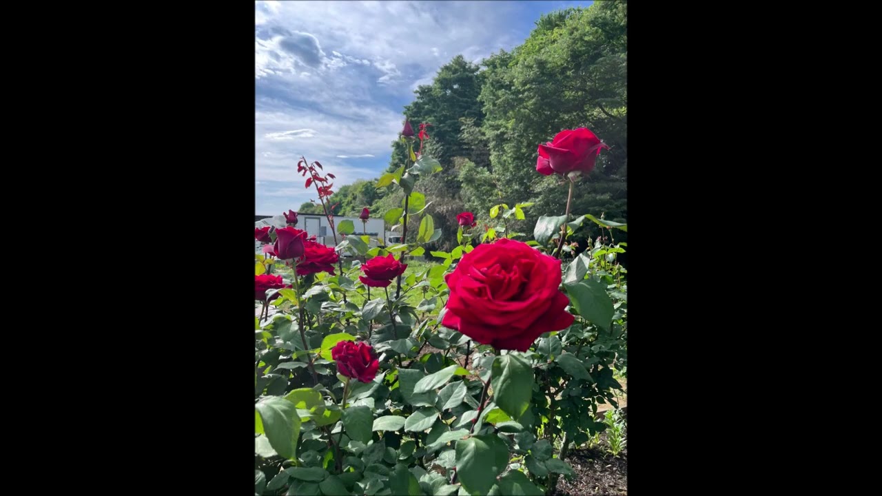 八王子・バラ園