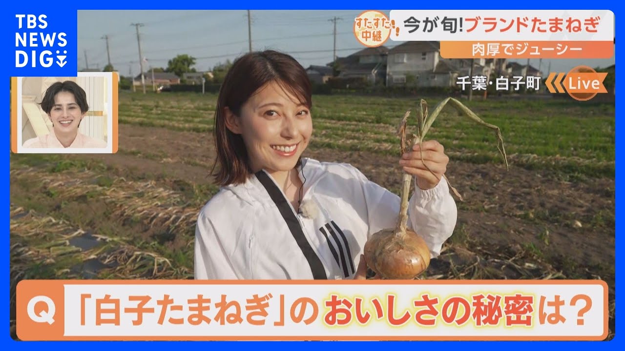 大きくておいしい！千葉県白子町のブランド野菜「白子たまねぎ」おいしさの秘密は土に！？【すたすた中継／Nスタ】｜TBS NEWS DIG