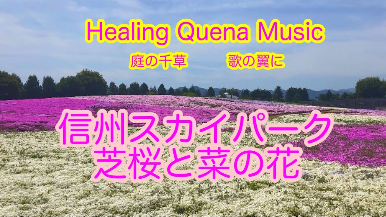 Healing Quena Music  庭の千草　歌の翼に-信州スカイパークの芝桜と菜の花