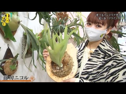 『有吉くんの正直さんぽ』 𒅒 🅷🅾🆃 ☂「育てるインテリア作り 富ヶ谷 「フライング」」🏃‍♀️🏃‍♂️🏃‍♂️