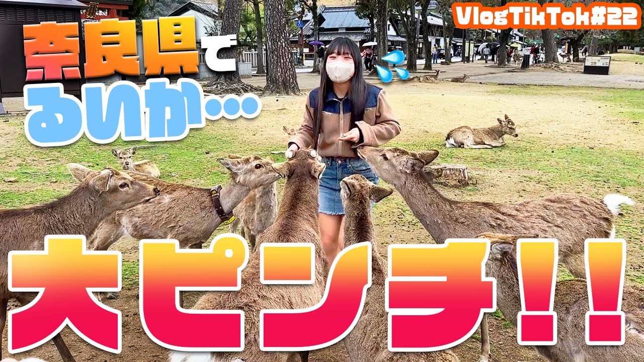 【奈良県】るいかが大ピンチです！【VlogTikTok】