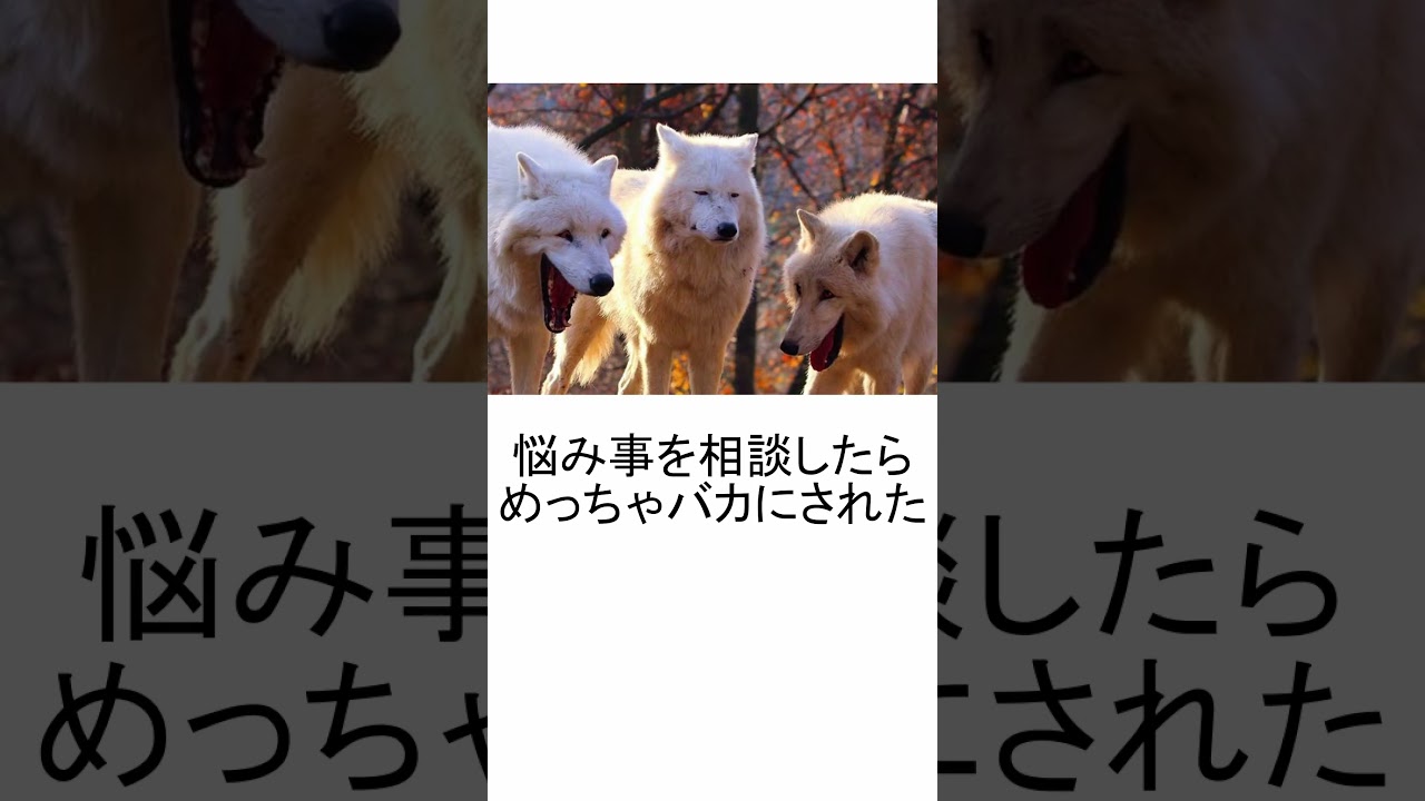 【神回】殿堂入りボケてにアフレコしてみたら面白すぎたｗｗｗｗｗ【第113弾】#shorts #アフレコ #ツッコミ #ボケて #まとめ #ボケて殿堂入り #殿堂入り #殿堂入りボケて #神回