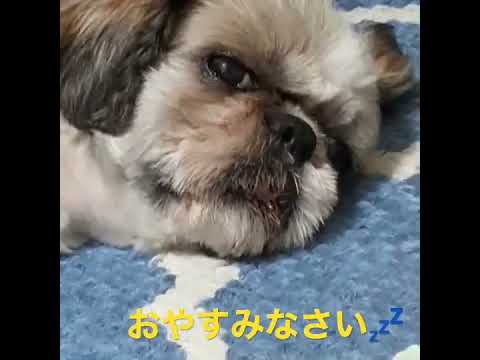 眠たいのに…ちらっと起きて来る乃蒼さん♪