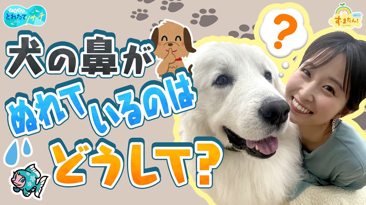 どうして【犬の鼻】は濡れているの？／とれたてリサーチ