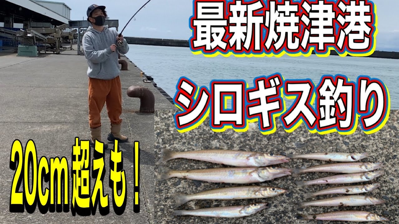 焼津港で初心者・ファミリーに大人気なシロギスが簡単に釣れた！【キス　ちょい投げ釣り】