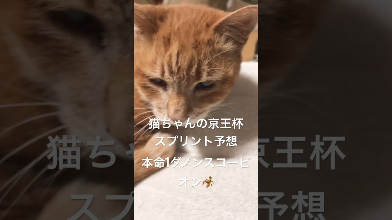 猫ちゃんの京王杯スプリングc #ねこ #ねこのいる生活 #ねこ部 #森香澄 #競馬