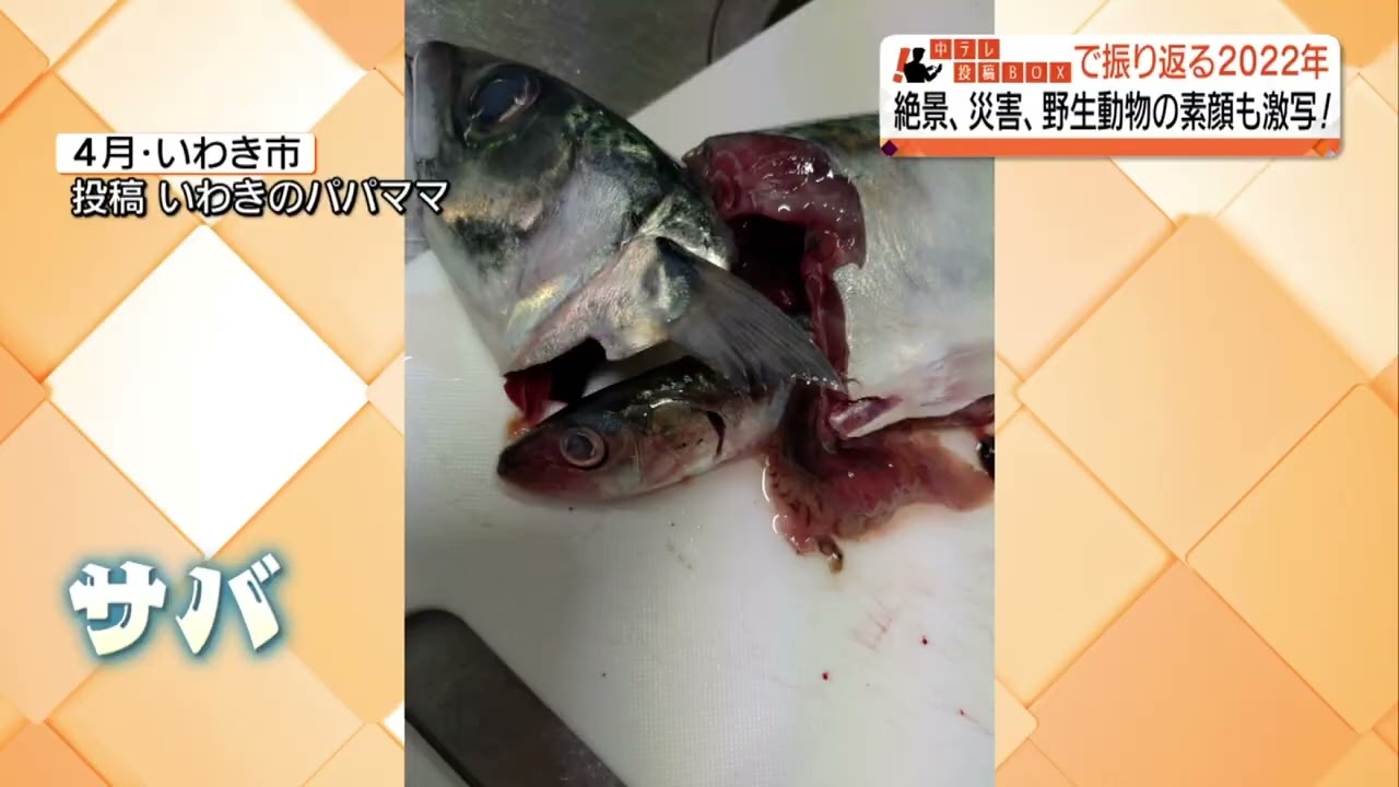 【イッキ見！】2022年に寄せられた投稿動画を振り返る！