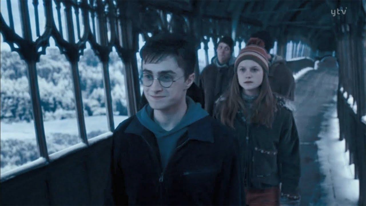 チョウったらハリーを見つめっぱなし