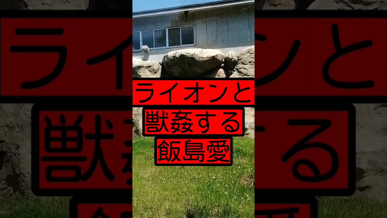 ライオンと獣●する飯島愛…