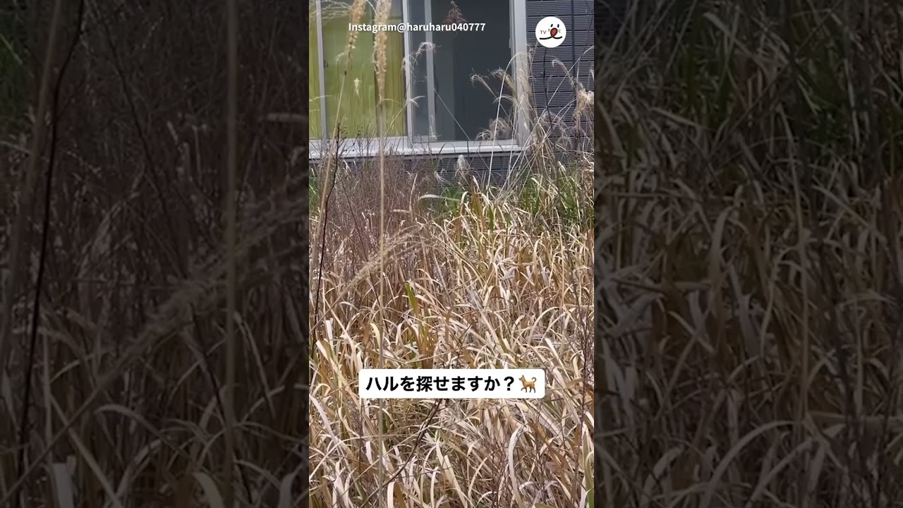 ハルちゃんを探せ！｜PECO