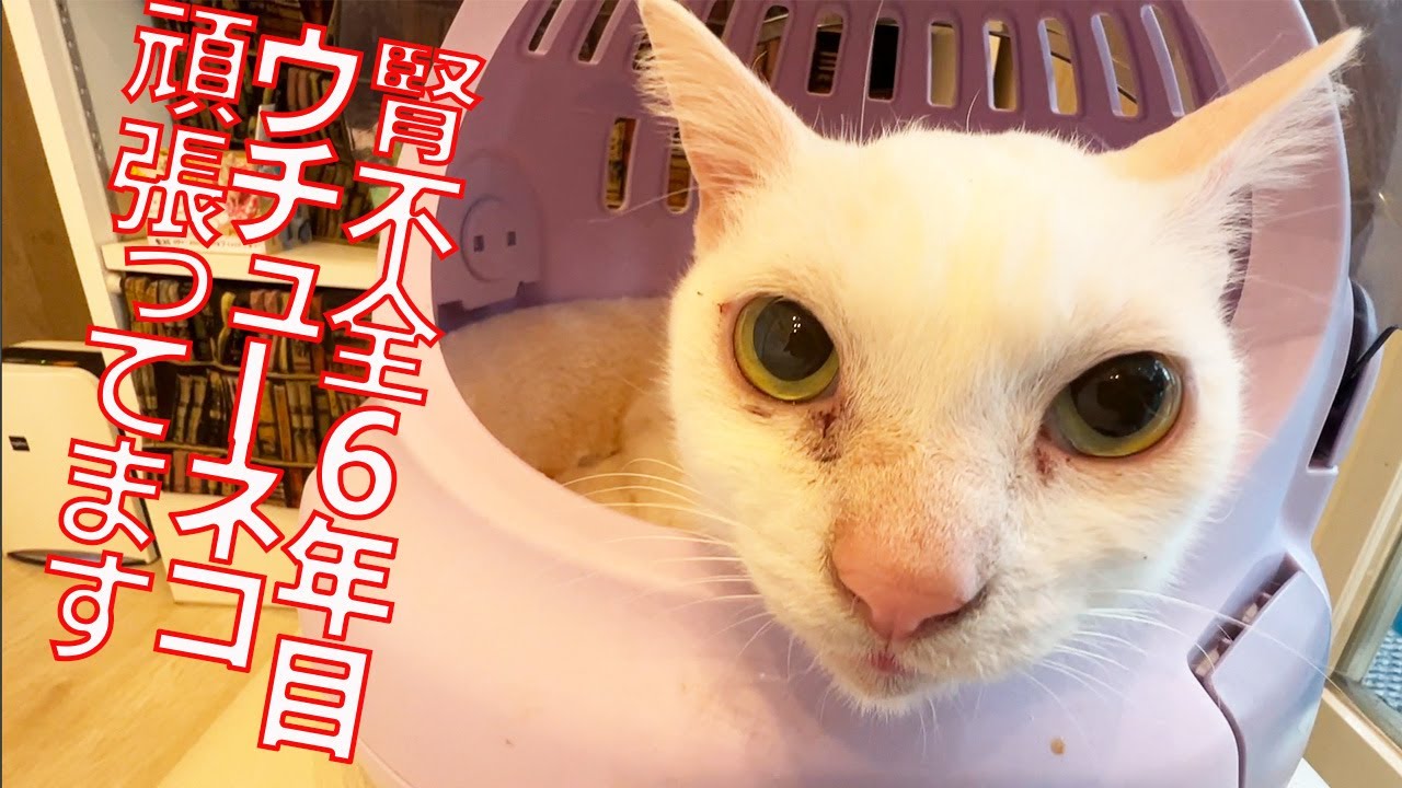 腎不全6年目のウチューネコ、闘病珍妙エクササイズ My spacecat's funny excercise with CKD