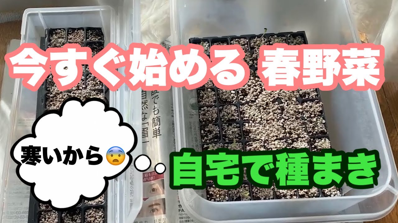 3月植え【春野菜】【苗作り】自宅で種蒔きから発芽まで　夏野菜植え付けまでに収穫