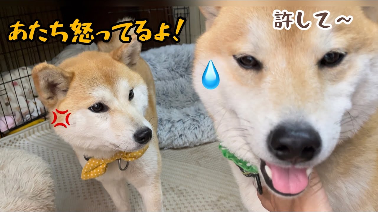 甘えると許してもらえると思っている巨体柴犬よ、その通りですwww