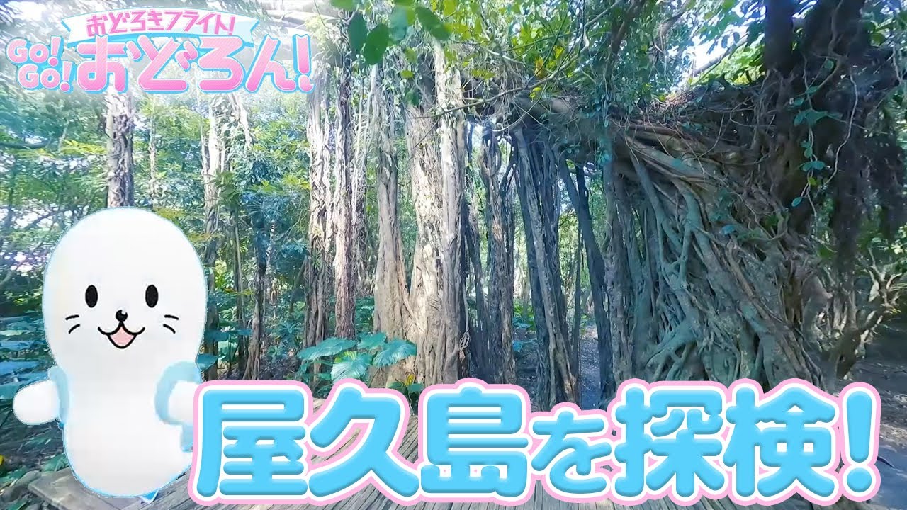 屋久島に行ってみるろん！【Go!Go!おどろん！】