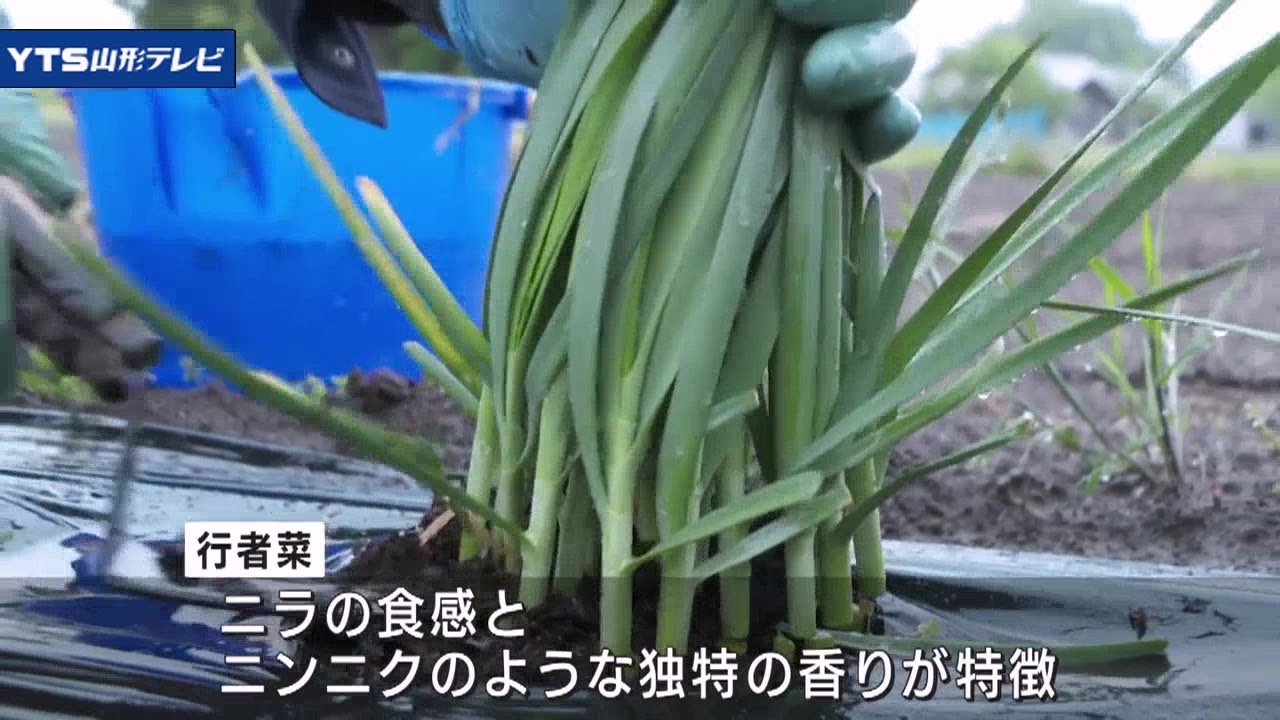 「行者菜」収穫が最盛期 ニラの食感とニンニクのような香り 長井