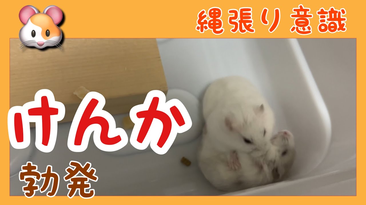 【ハムスターvlog】縄張り　勃発　#4