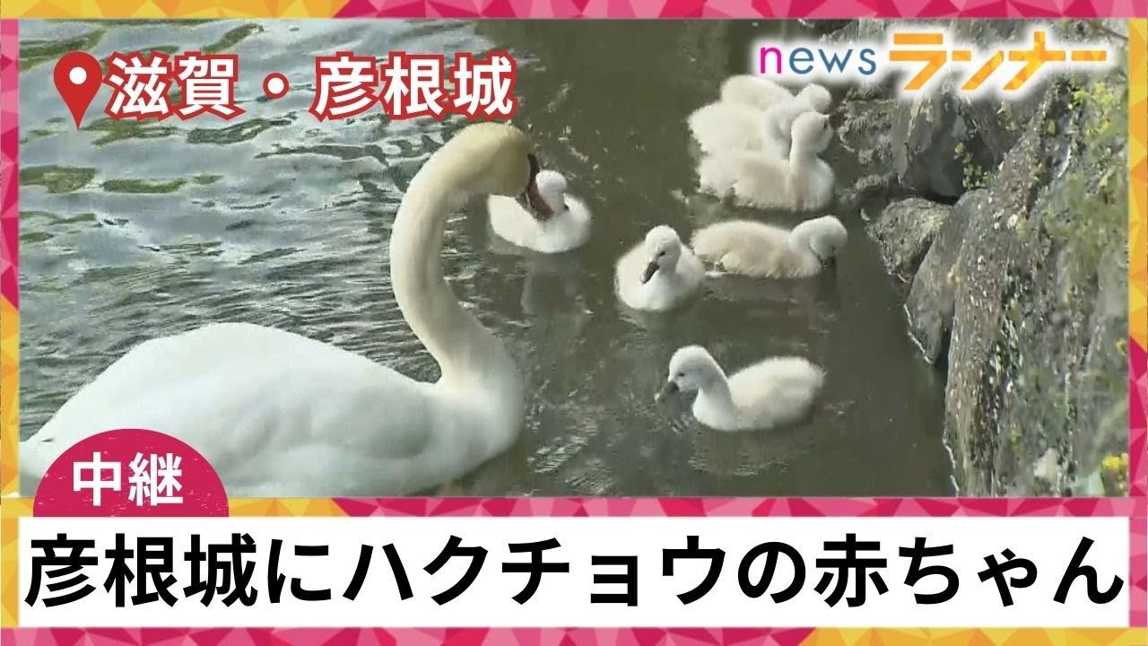 【中継】滋賀・彦根城のお堀で大人気のハクチョウの赤ちゃん　ヒナの大好物はタンポポの葉っぱ【関西テレビ・newsランナー】